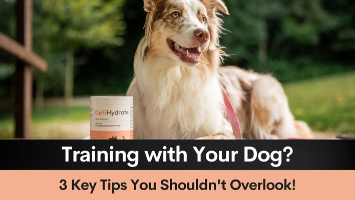 Training with Your Dog? 3 Key Tips You Shouldn't Overlook!