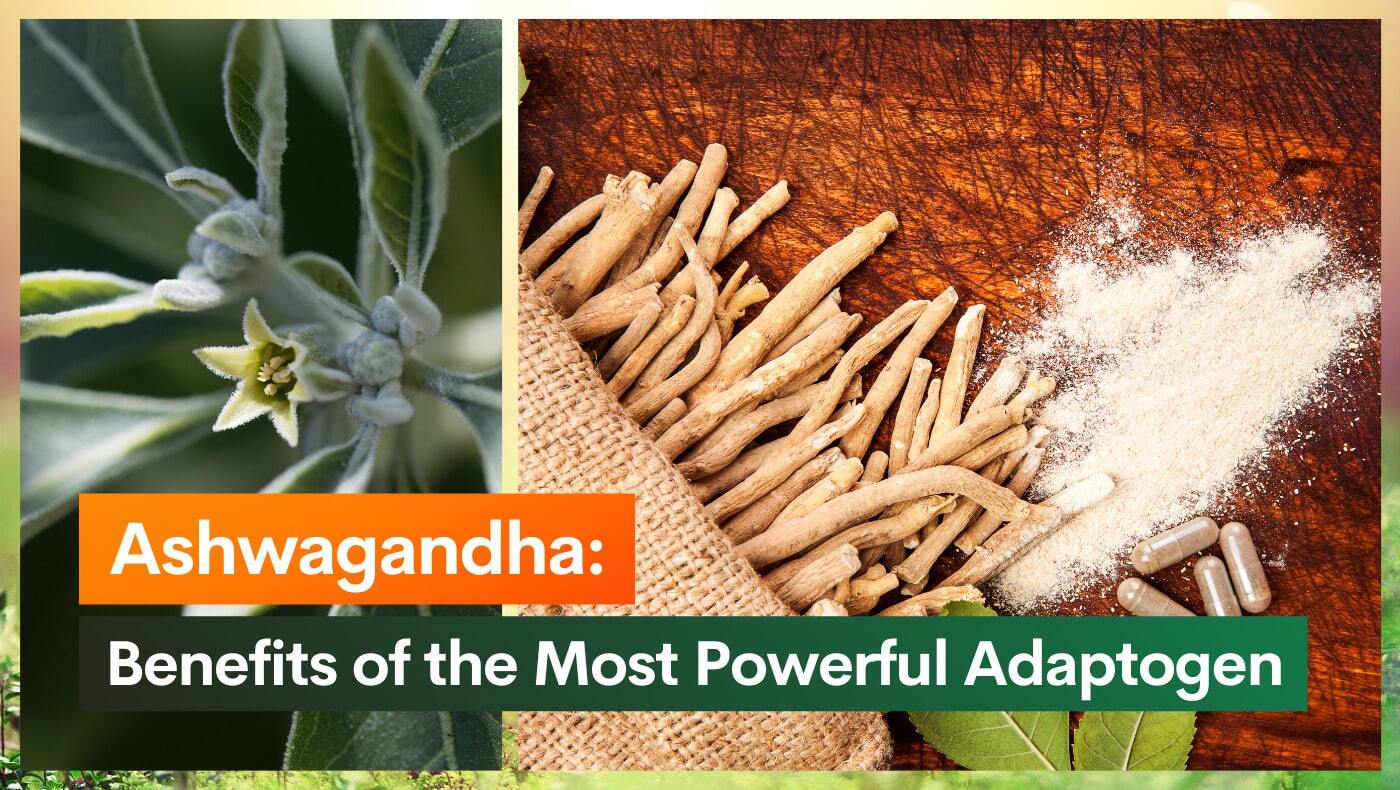 Ashwagandha: Benefits of the Most Powerful Adaptogen